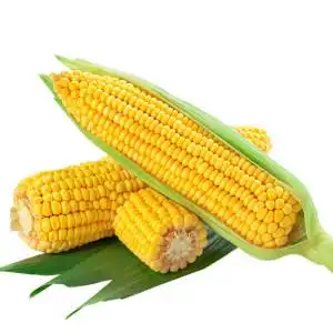 云南新鲜水果玉米甜脆水果玉米图片
