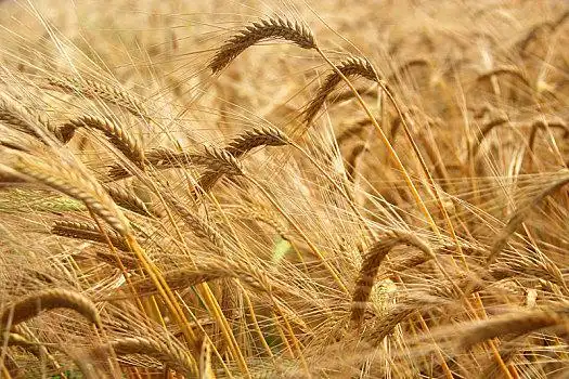 麦子熟了图片_麦子熟了图片大全_麦子熟了图片下载