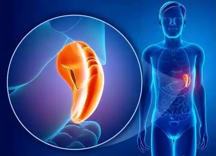 原创脾大是肝不好肝硬化与脾肿大有相关性有哪些症状做什么检查