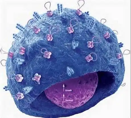 nat immunol:免疫记忆b细胞是怎么分化产生的?