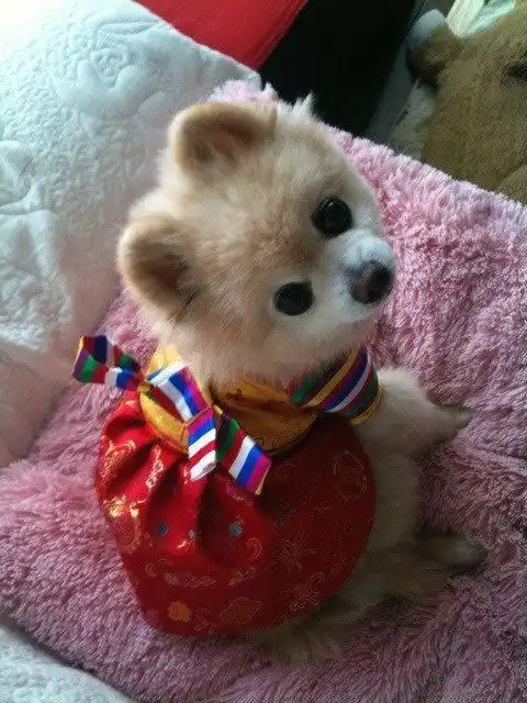 萌出血的犬俊介君,试问谁不想要一个啊!