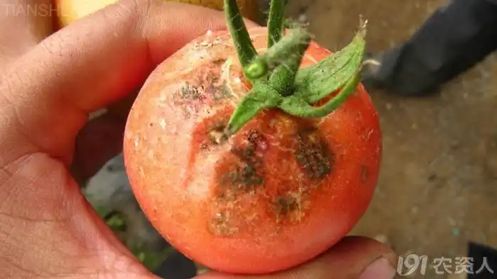 西红柿炭疽病anthracnose超清晰图谱