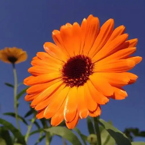 中老年头像大全女人微信头像花朵唯美图片