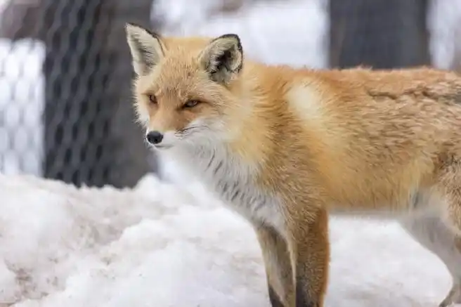 #狐狸##北狐牧场#