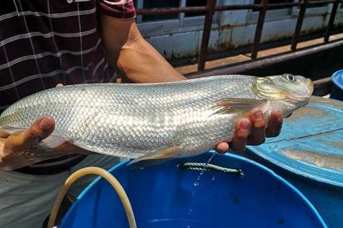 1/条 翘嘴鲌鱼  【产地直销】翘嘴红鲌鱼苗,翘嘴鱼,免费提供养殖技