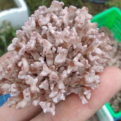 云南当季新鲜纯天然龙爪菇珊瑚菌鹿茸菌可食用菌口感脆嫩500包邮