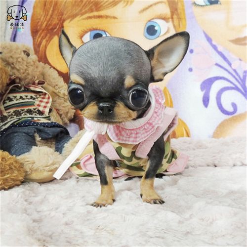 吉娃娃狗狗活体纯种双血统小体吉娃娃狗狗宠物狗 吉娃娃苹果头铁包金