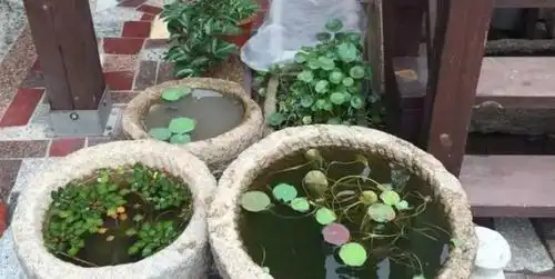 老辈人养花不买盆用水缸栽种这3样植物生机勃勃颇有意境