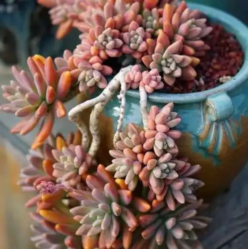 首次养多肉秋丽,教你4个小技巧,学会了轻松爆盆,颜色鲜艳可爱