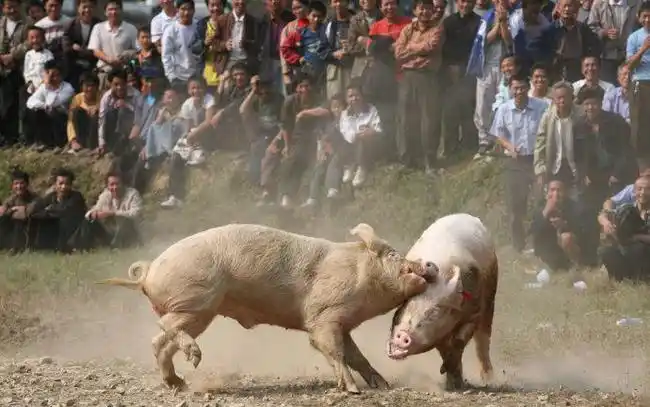 两只猪打架堪比斗牛的气势你见过吗看了笑个不停