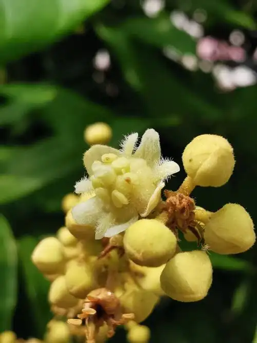 新冠严控期间的居家与市场之路遇 - 美篇