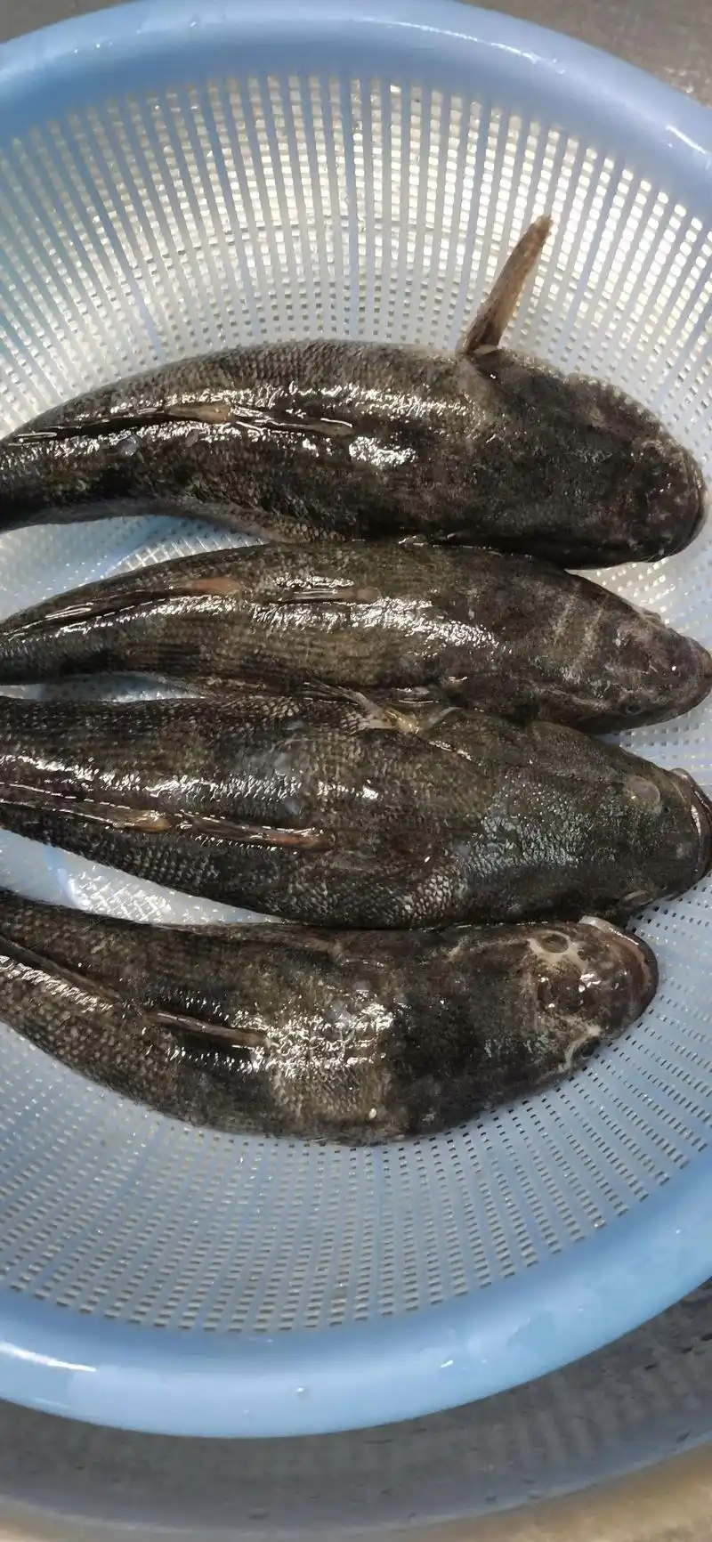 笋壳鱼,我们这里卖68块钱一斤,目前是这里市场上最贵的淡水鱼 - 抖音