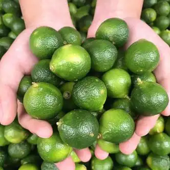 蔬教授海南小金桔新鲜水果酸小青桔5斤精洗一级大果