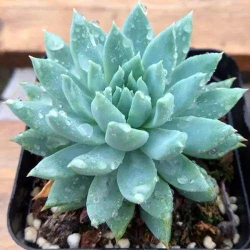 多肉植物 蓝色天使 盆栽绿植花卉盆花组合多肉办公室盆景园艺萌肉