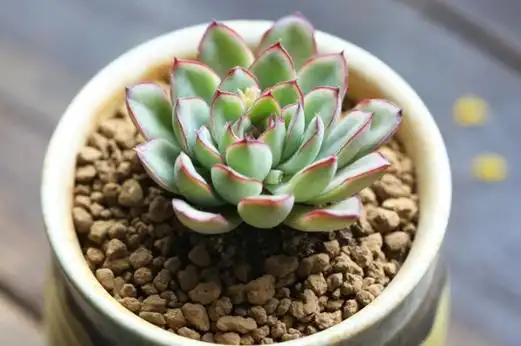 多肉花月夜怎么养更绚丽? 花月夜的养殖方法和注意事项介绍