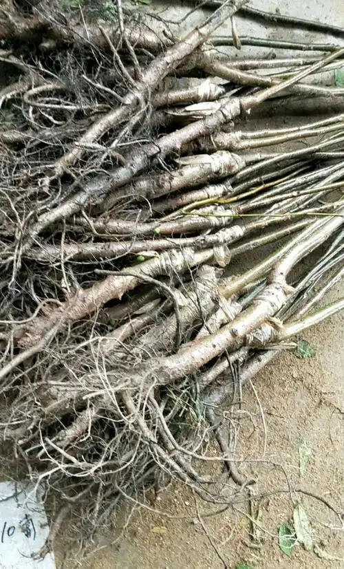 嫁接核桃苗 嫁接苗,新品种美国红仁核桃树苗南北方种植当年结果死苗