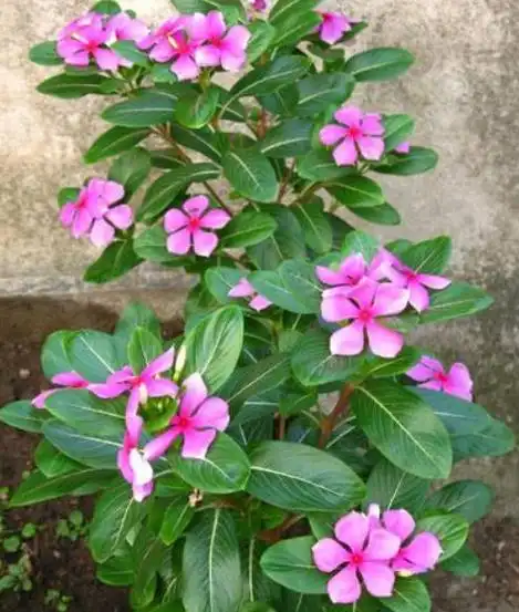 长春花寓意好,造型独特,若学会适当修剪,能养出一株超赞的盆栽