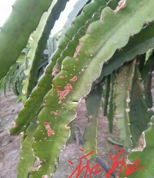 【病害篇】火龙果疮痂病的管理与防治