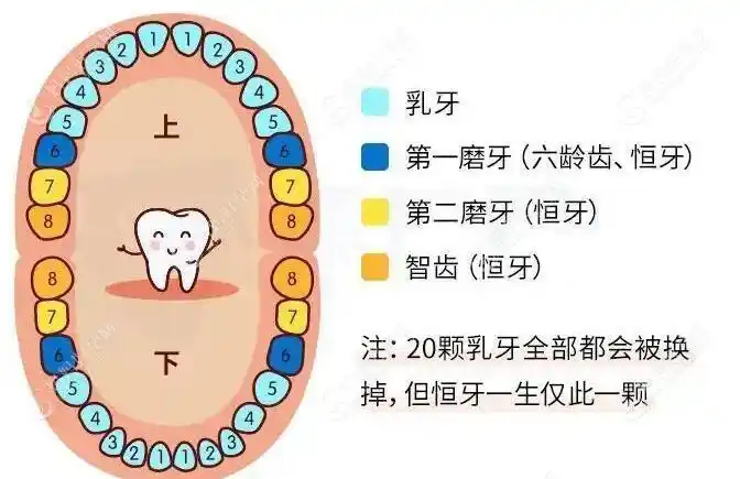 像这种乳牙缺失恒牙也一定会缺失吗-儿牙-妈妈好孕网