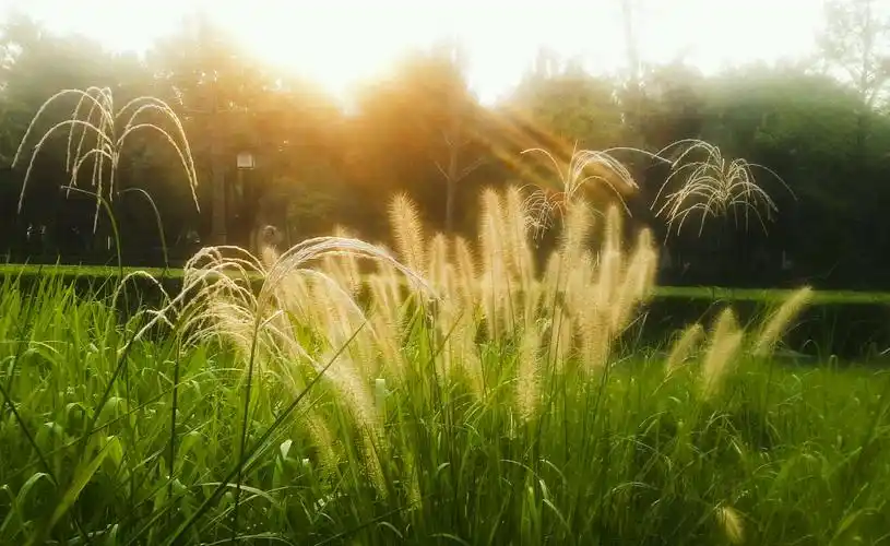 描写晨曦的句子