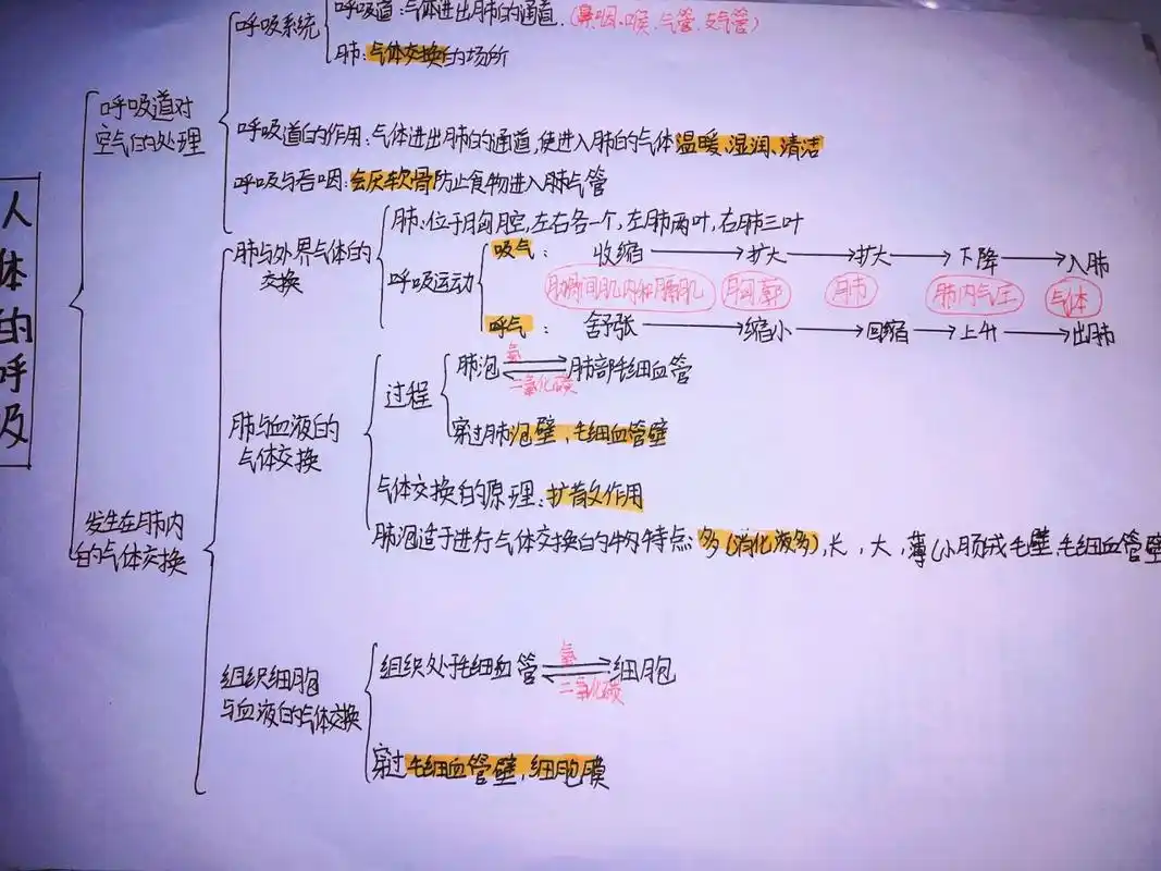 生物 人体的呼吸思维导图