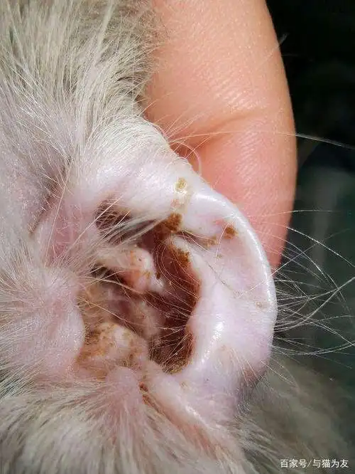 猫得了耳螨怎么办?