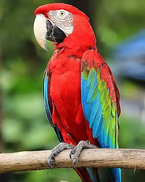 盘点世界上的10种红色的著名鸟类