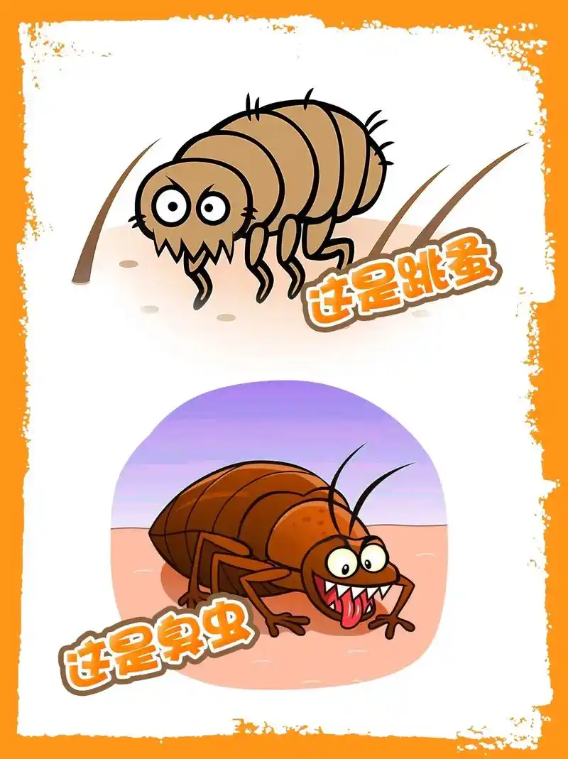 怎么区分臭虫和跳蚤叮咬?