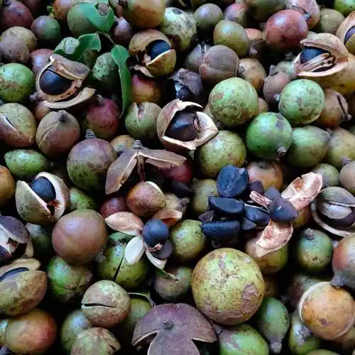 [茶籽批发]野山茶籽 2022年新货山茶籽油茶籽苞子山茶果鲜货茶籽米干