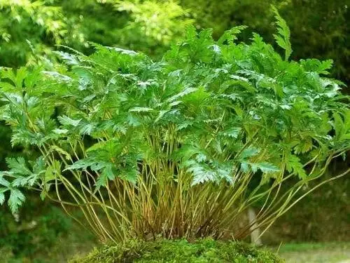 这些消炎的中药,你知道哪些?