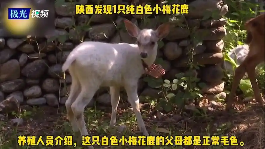 通体雪白!陕西发现1只纯白色小梅花鹿