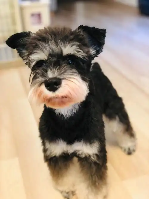 养只雪纳瑞有多幸福