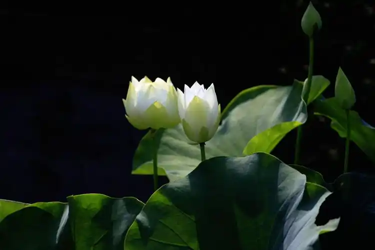 圣洁高雅的白荷花