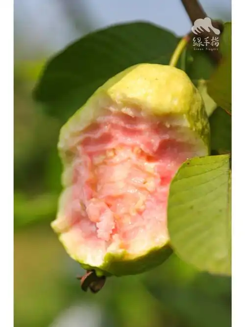 美味低糖的有机胭脂红番石榴