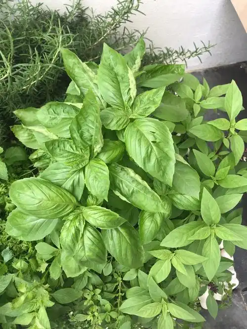 材料:罗勒叶 大概肉末两个人的份量小米辣 3条 斜切00头 四瓣切碎