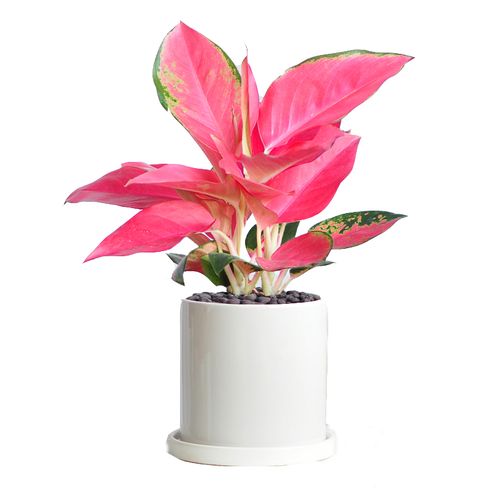 万年青室内水培好养吉利如意皇后盆栽栽花稀有绿植