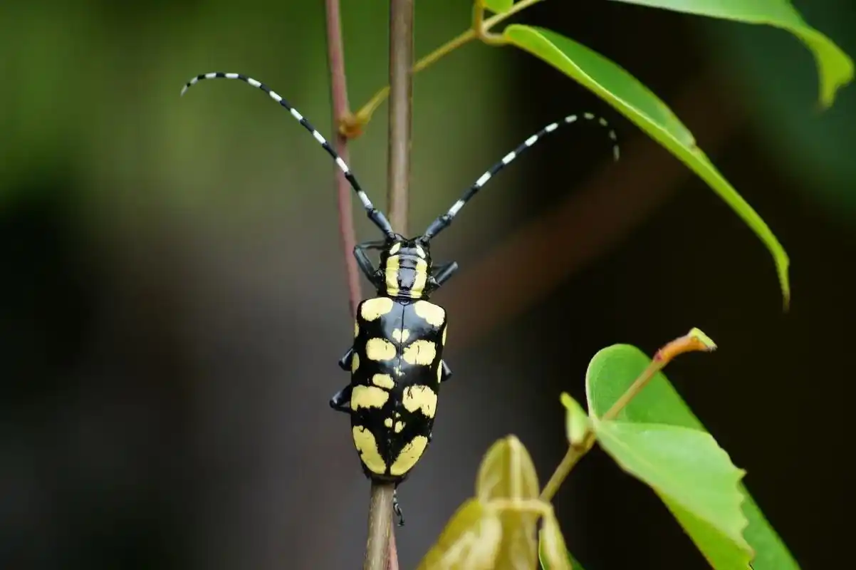 天牛吃什么_奇闻趣事网