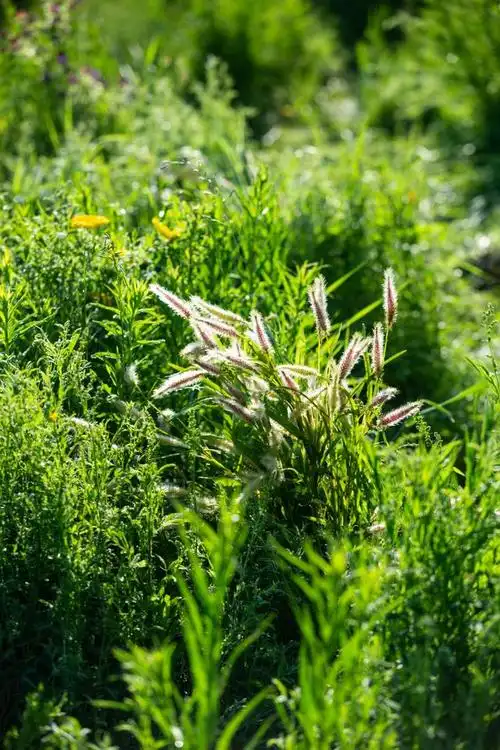 诗人笔下夏天将生命情感等融合一幅幅生动而美好的画卷
