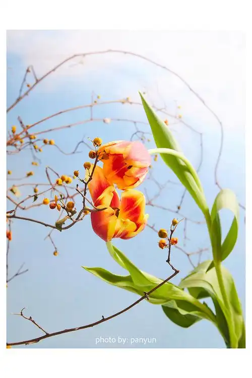 花卉静物创意摄影