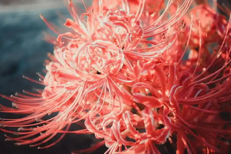 佛前地狱间 花叶不相见_风景_poco摄影,彼岸花