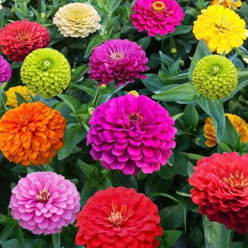 一播大地凤仙花种子 学生实验套餐野花组合太阳花百日草虞美人鲁冰花