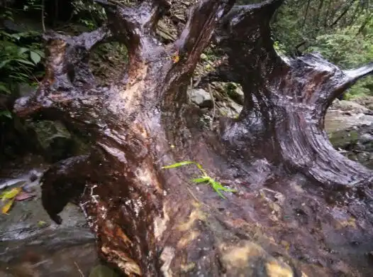 有谁想要金丝楠木树根