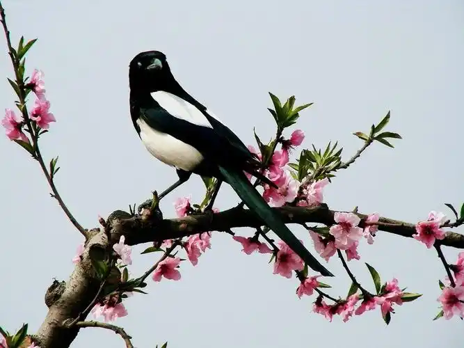 我与一只喜鹊的约定它守信了