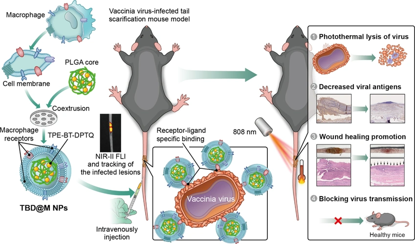 聚集诱导发射的巨噬细胞样纳米颗粒用于猴痘的靶向光