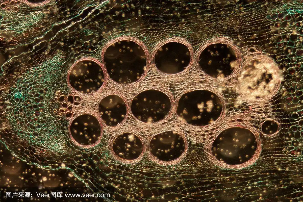 显微镜下植物组织,南瓜茎