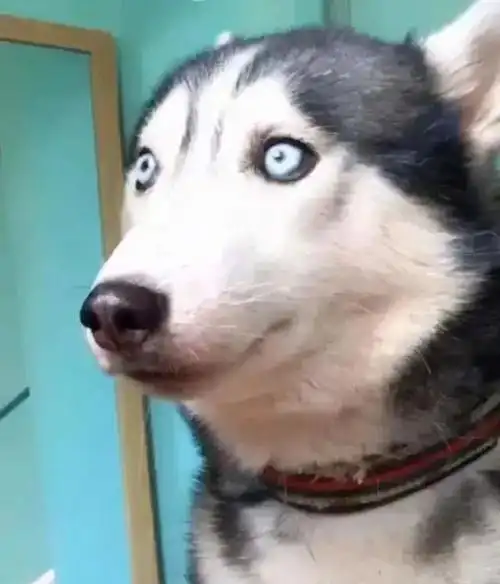 哈士奇天生一双智慧眼简直对视不了三秒太沙雕了哈哈哈