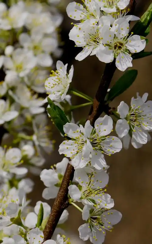 李子花图片花朵鲜花李子李子花