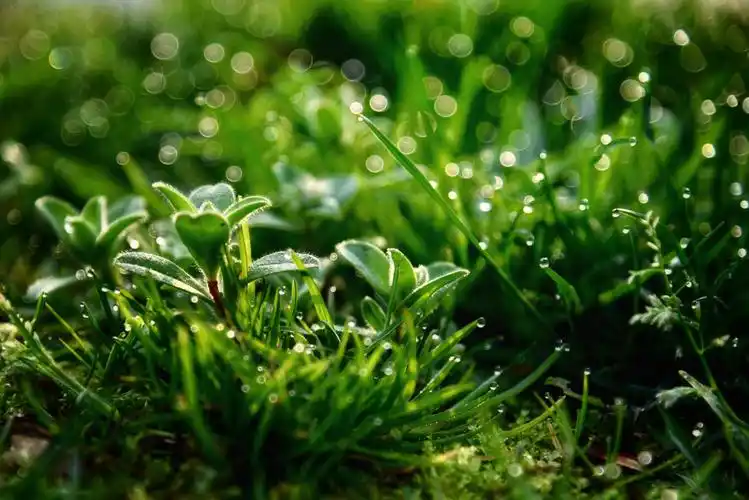 春风吹绿,阳光照耀.河流哺育,大地拥抱.啊,小草!