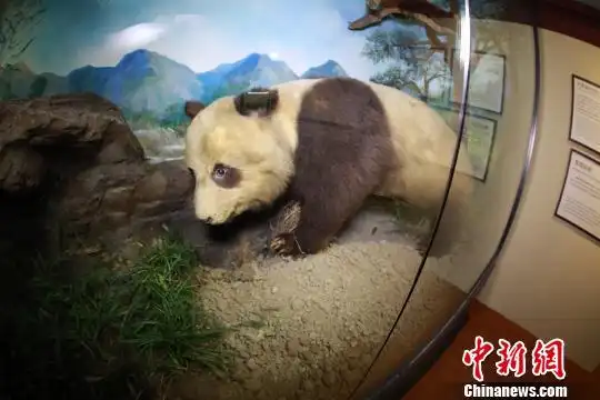 中国收藏最早的大熊猫标本 孙乐琦 摄
