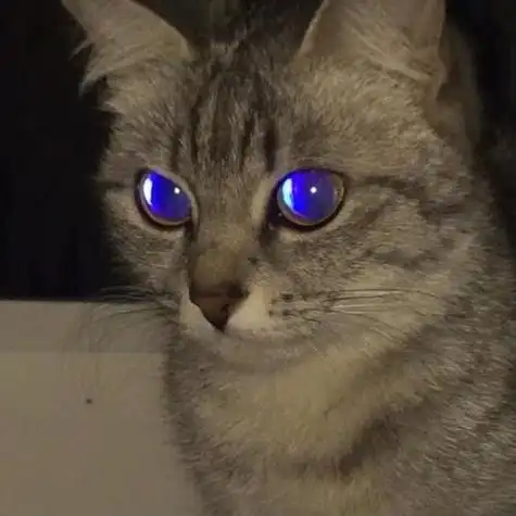 猫咪超帅头像图片女 小猫头像图片大全_布阁拉